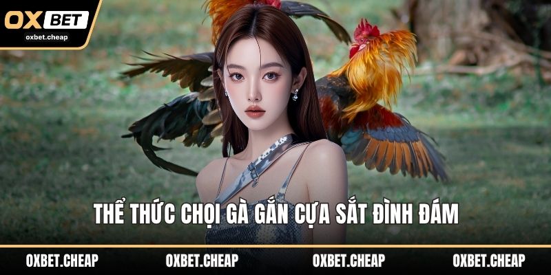 Thể thức chọi gà gắn cựa sắt đình đám